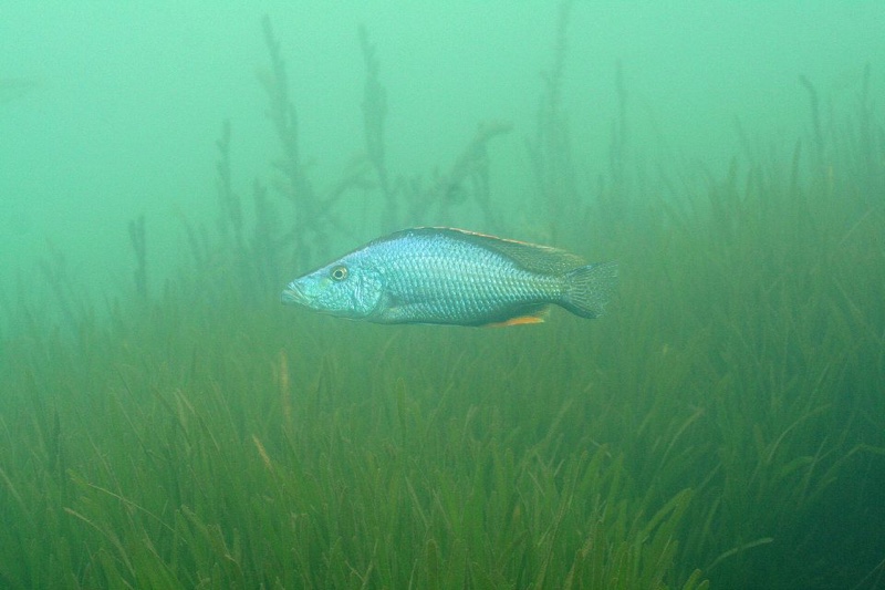 Dimidiochromis compressiceps 'Chiofu'
